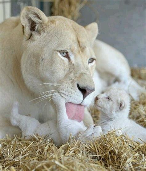 Rare albino lioness & her cubs | Animaux sauvages, Animaux, Images ...