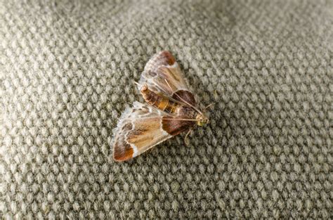 How to deal with a moth infestation in your home