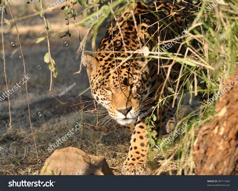 Jaguar Hunting Stock Photo 85711469 : Shutterstock