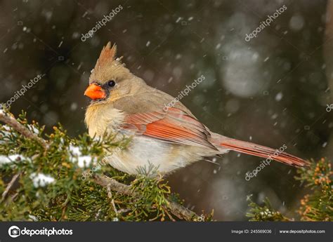 Cardinal Bird Cedar Branch Snow Stock Photo by ©Chinook203 245569036