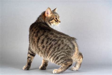 14 Unusual Breeds of Cat - Cat-World