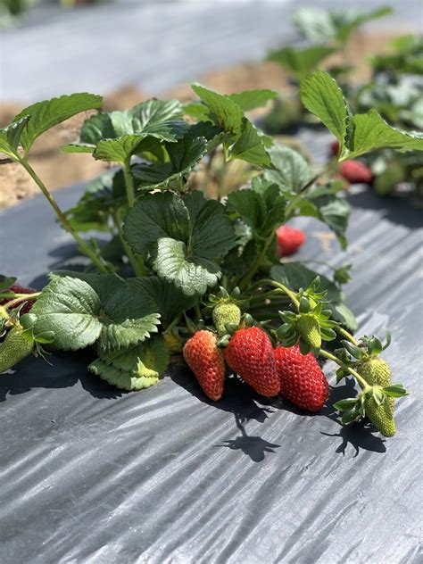 Chan’s Fruit Stand - Harvest Time in Brentwood