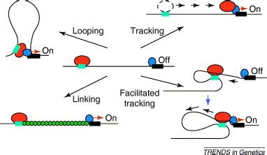 Chromatin looping and the probability of transcription: Trends in Genetics