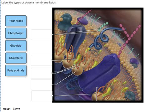 Solved Label the types of plasma membrane lipids. Polar | Chegg.com