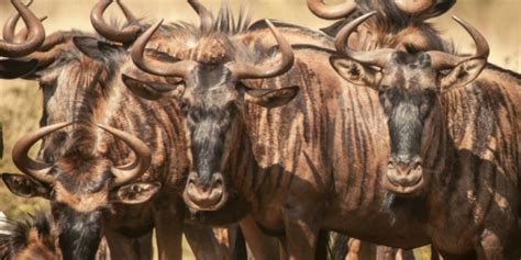 Wildebeest: A Complete Guide To The Wildebeest Of Africa ️