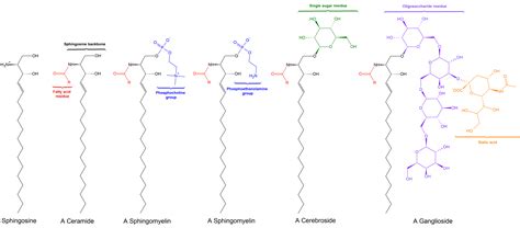 IVD Antibodies for Sphingomyelin Marker - Creative Biolabs