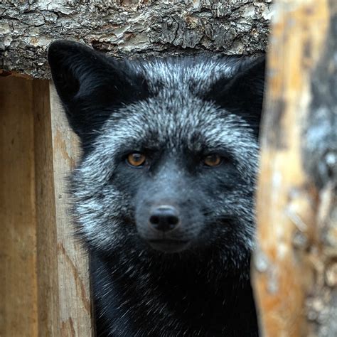 Dahlia the Silver Fox at Yellowstone Wildlife Sanctuary