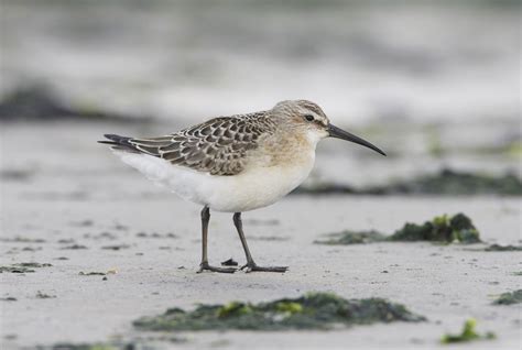 Dunlin, Curlew Sandpiper and White-rumped Sandpiper photo ID guide - BirdGuides