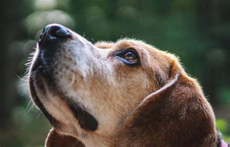 Dog 101: What To Do If Your Dog Gets Sprayed By A Skunk