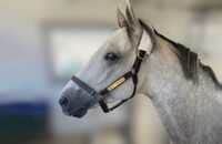 White Abarrio - Horse