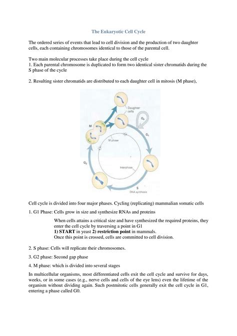 SOLUTION: The eukaryotic cell cycle notes masters level - Studypool