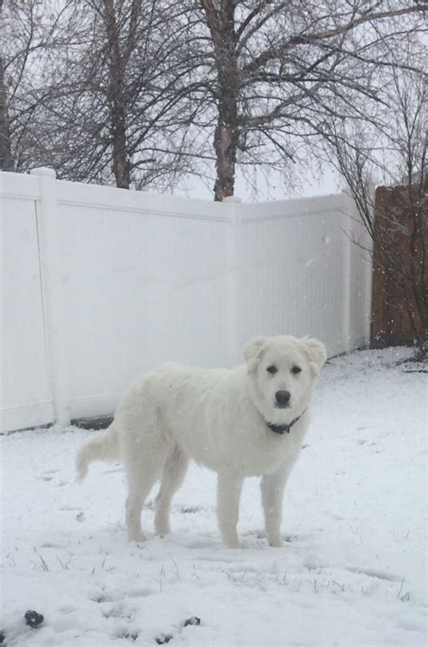 Great Pyrenees and Anatolian shepherd mix | Animal planet, Great ...