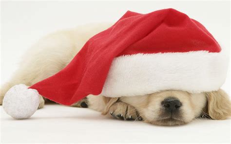 Christmas Dog Wallpapers - Wallpaper Cave