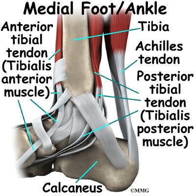 Ankle Anatomy | eOrthopod.com