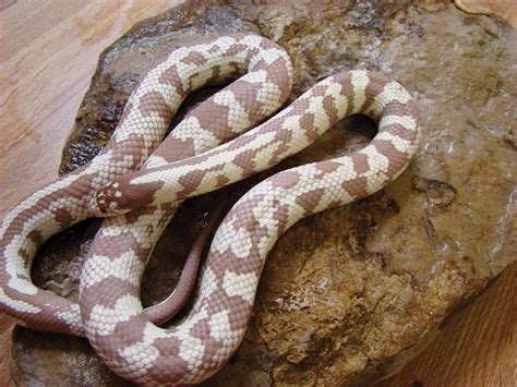 California Kingsnake Care, Breeding and Morphs - Reptiles Magazine