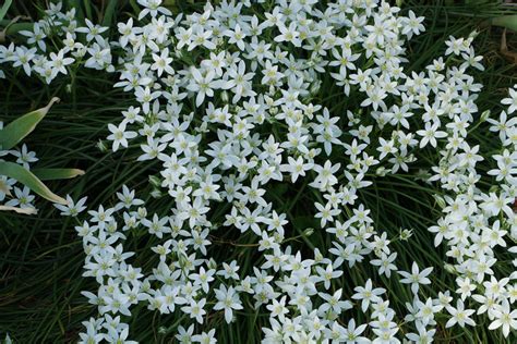 How to care for the Garden Star-of-Bethlehem (Ornithogalum umbellatum)