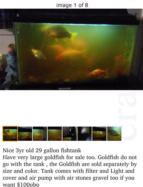 5 goldfish tank size - fetihigh