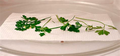 5 Reasons for Drying Herbs in Microwave at Home | UFP