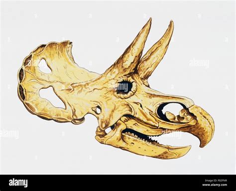 Triceratops skull (Triceratops horridus), Ceratopsidae, Late Cretaceous. Artwork by Tony Jackson ...