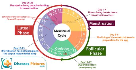 is it normal for your period cycle to shortening