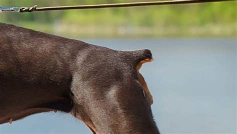 Dog Tail Docking: 5 Dangers Based on Science