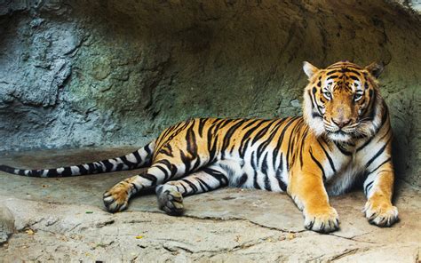 Bengal Tiger, Big Cats, Panthera Tigris Tigris, Tigers in India, Panthera tigris