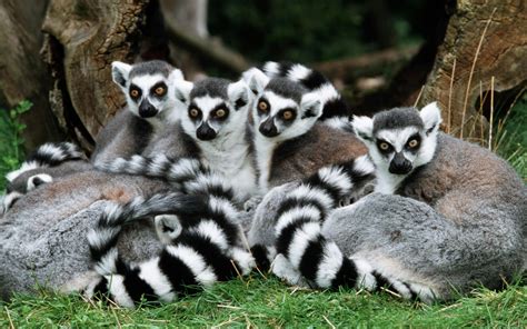 Download Animal Lemur HD Wallpaper