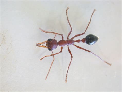 Big Bull Ant - Giant Brown Bull Ant Myrmecia Pyriformis Or Myrmecia Brevinoda - The biggest ants ...