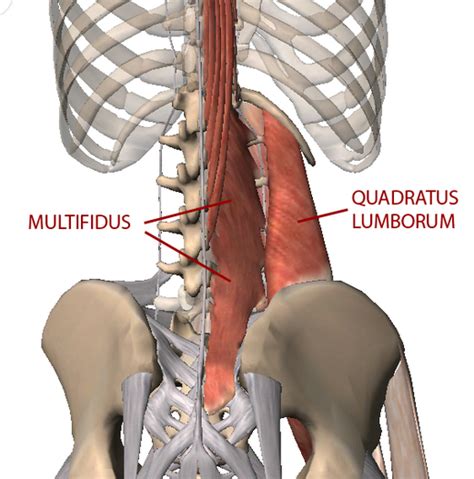 Poor Posture and Tight Lower Back Muscles