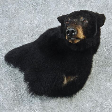 Black Bear Shoulder 'Wall Pedestal' Taxidermy Mount For Sale | Black ...