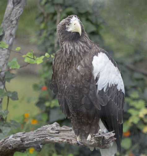 Pictures and information on Steller's Sea Eagle