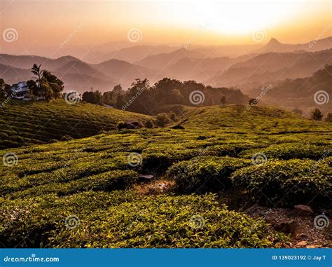 Tea Gardens of Munnar stock photo. Image of munnar, chair - 139023192