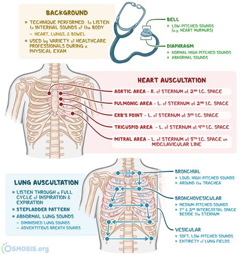 Mitral Valve Auscultation - buickcafe.com