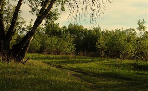 Forest Landscape Free Stock Photo - Public Domain Pictures