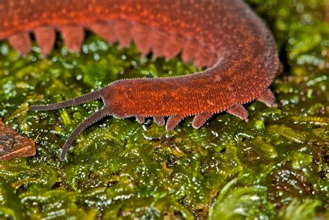 Onychophora (velvet worm) Peripatus sp. by Pedro Bernardo / 500px