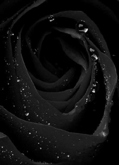 Black rose, drops, flower, HD phone wallpaper | Peakpx