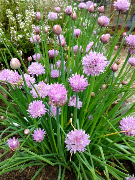 chive plant | Tea With Betty | Easy herbs to grow, Chives plant, Edible ...