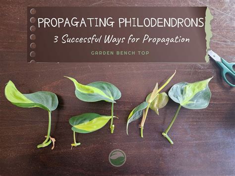 How to Propagate Philodendrons - 3 Easy Foolproof Methods