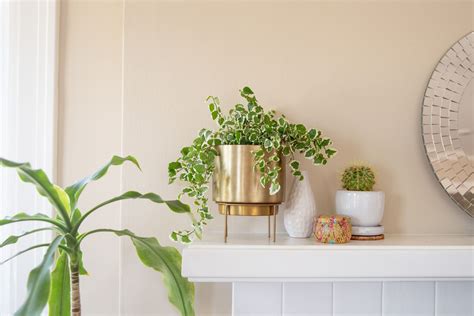 16 Types of Ivy Plants to Grow Indoors, Plus Expert Care Tips