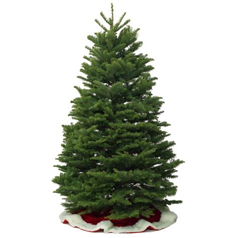 Buy Live Noble Fir Christmas Trees Near Me 2023 Best Amazing Review of | Cheap Christmas Flowers ...