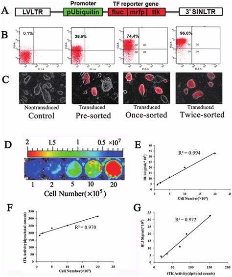 Lentiviral transduction of iPSCs. (A) lentiviral vectors consisting of... | Download Scientific ...