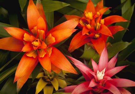 30 Prettiest Tropical Flowers (Bursting With Color), 59% OFF