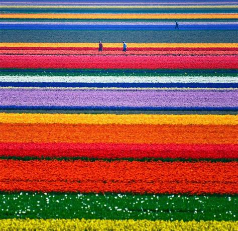 tulip farm, holland | Tulip fields, Tulips, Breathtaking places