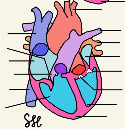 Anatomy of the Heart Diagram | Quizlet