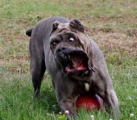 Cane Corso.. OMG- That face is hilarious! | Mastiff breeds, Cane corso, Dogs