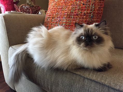 Himalayan Cat Colors - Mount Vista Persians of Arkansas