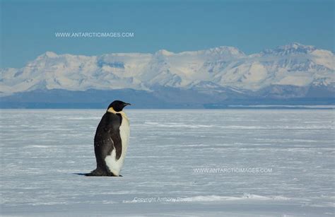 Antartica (South Pole Penguin) Future Travel, Trip Planning, Places To See, Penguins, Cute ...