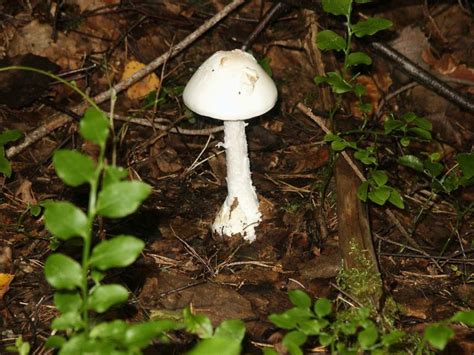 Identifying Poisonous Plants and Mushrooms In America & Treating Poisoning - Backdoor Survival