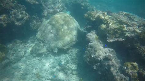 Fiji snorkeling - YouTube