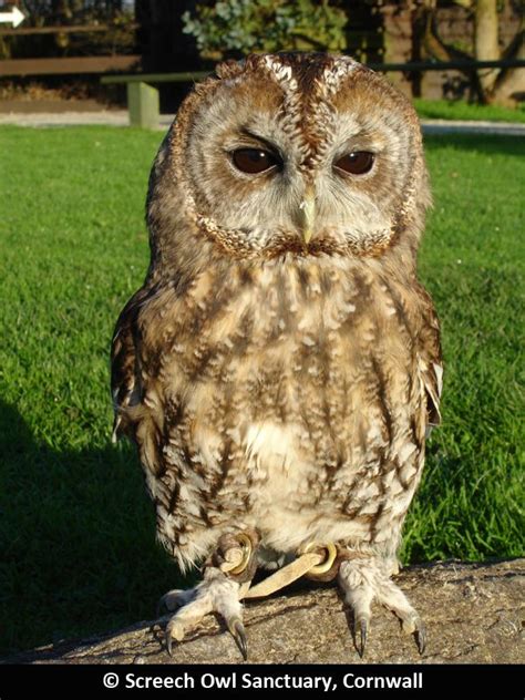 Screech Owl Sanctuary, Cornwall | Owl sanctuary, Screech owl, Wildlife